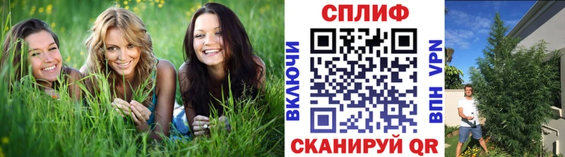 Купить где  Мегион  Канабис индика 